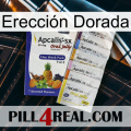 Erección Dorada 11